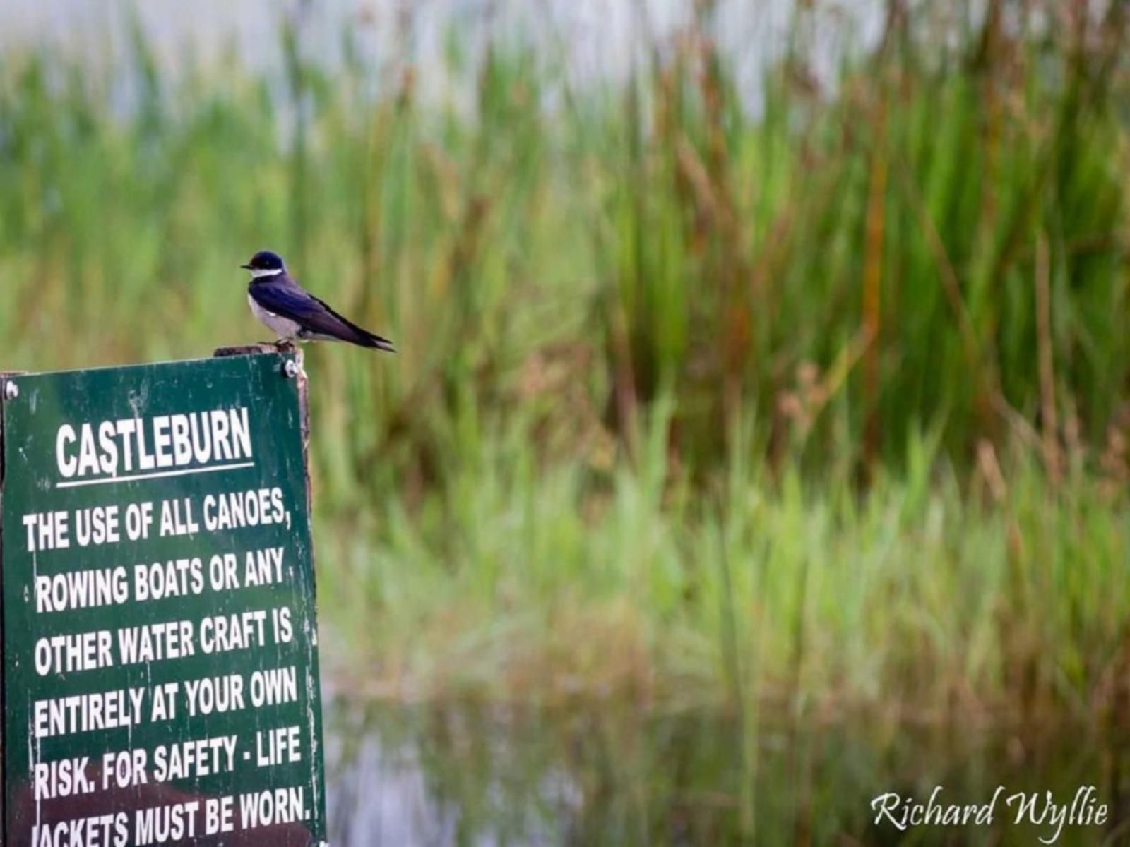 Castleburn Lodge Drakensberg Gardens Kwazulu Natal South Africa Kingfisher, Bird, Animal