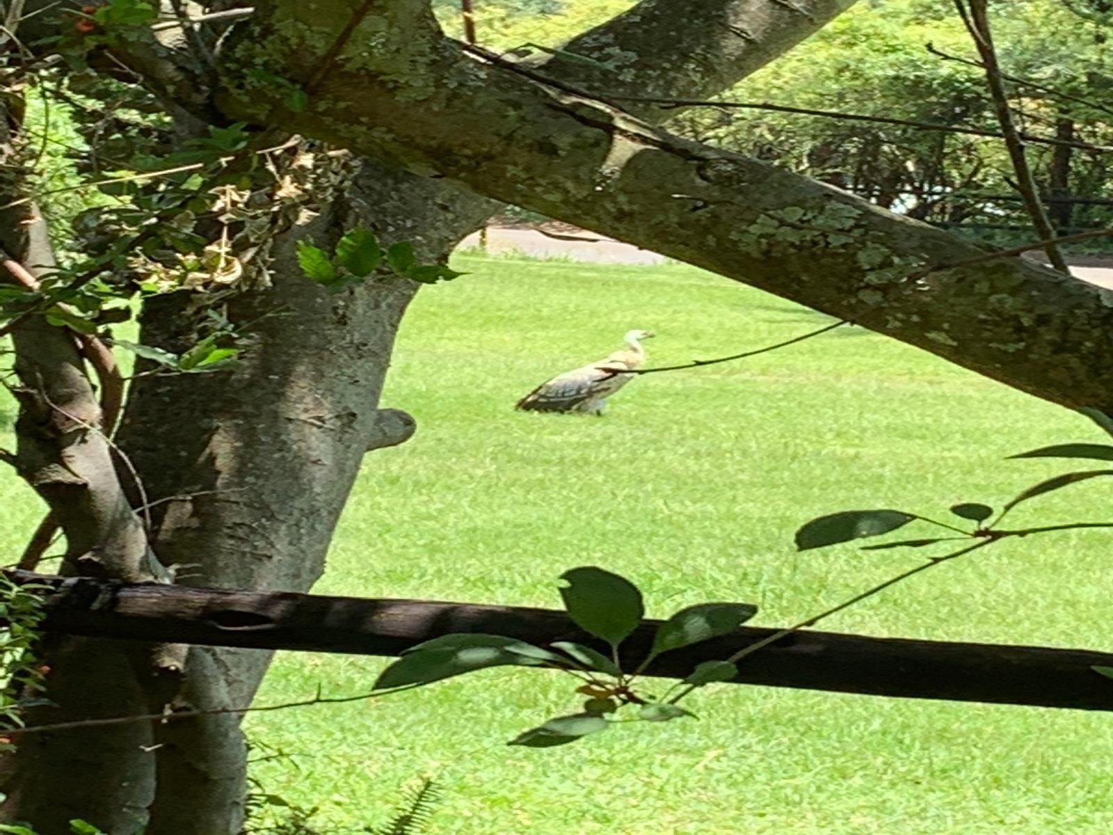 Cathkin Cottage B&B, Dove, Bird, Animal