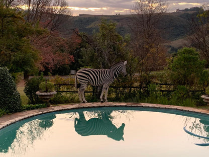 Cathkin Cottage B&B, Swimming Pool