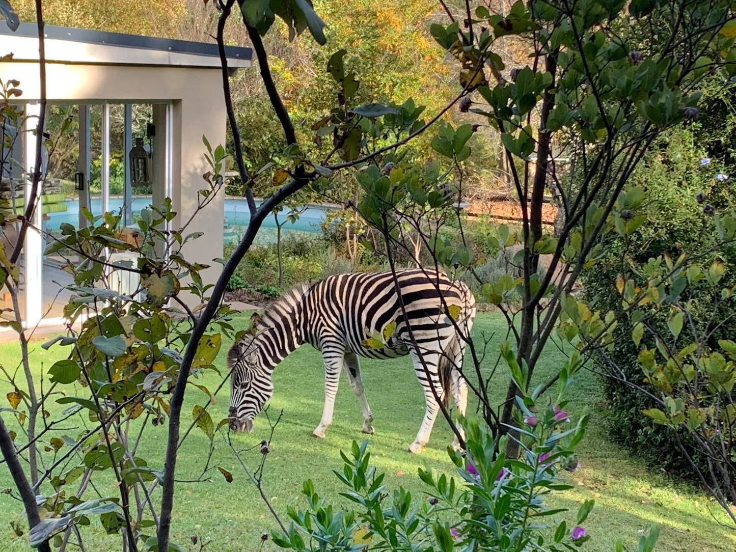 Cathkin Cottage B&B, Zebra, Mammal, Animal, Herbivore