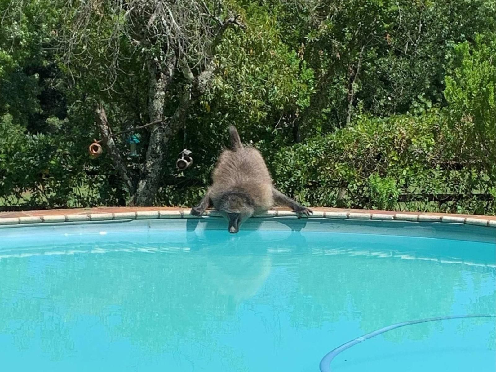 Cathkin Cottage B&B, Raccoon, Mammal, Animal, Predator, Swimming Pool