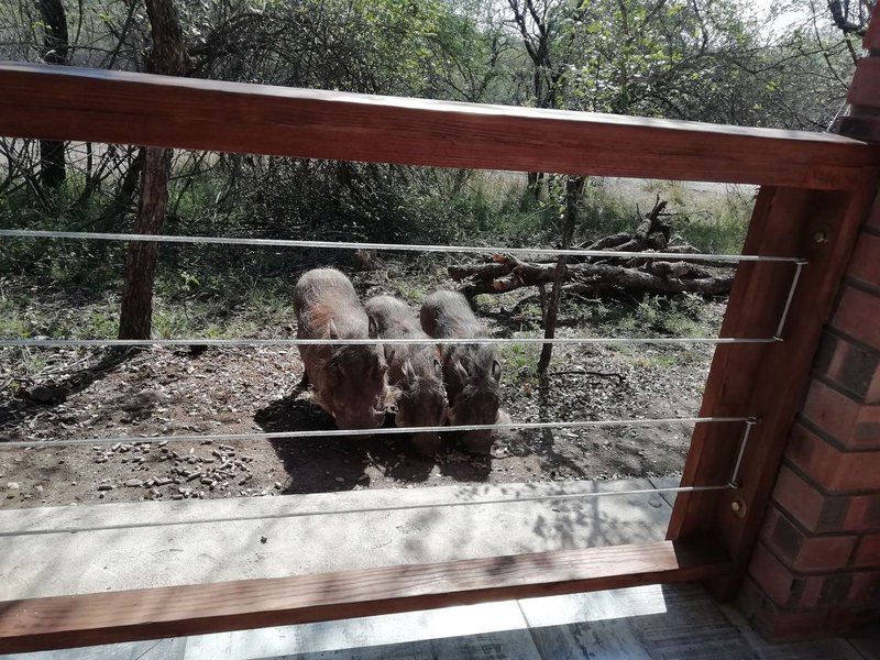 Catscorner Marloth Park Mpumalanga South Africa Animal
