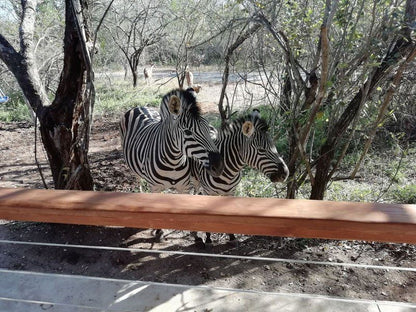 Catscorner Marloth Park Mpumalanga South Africa Zebra, Mammal, Animal, Herbivore