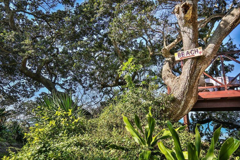 Cecelia S Holiday Manor Zinkwazi Beach Nkwazi Kwazulu Natal South Africa Beach, Nature, Sand, Palm Tree, Plant, Wood, Reptile, Animal