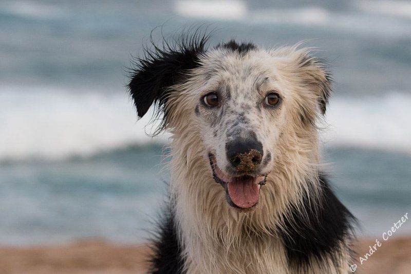 Cecelia S Holiday Manor Zinkwazi Beach Nkwazi Kwazulu Natal South Africa Dog, Mammal, Animal, Pet, Beach, Nature, Sand