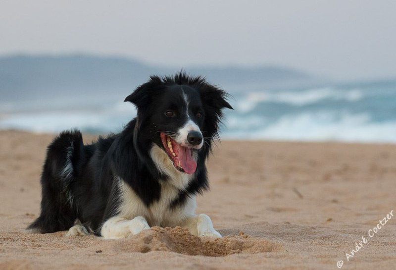 Cecelia S Holiday Manor Zinkwazi Beach Nkwazi Kwazulu Natal South Africa Dog, Mammal, Animal, Pet, Beach, Nature, Sand, Ocean, Waters