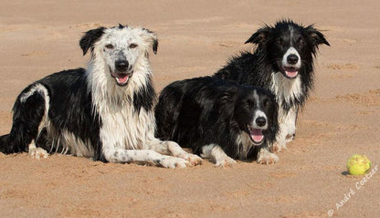 Cecelia S Holiday Manor Zinkwazi Beach Nkwazi Kwazulu Natal South Africa Dog, Mammal, Animal, Pet, Beach, Nature, Sand