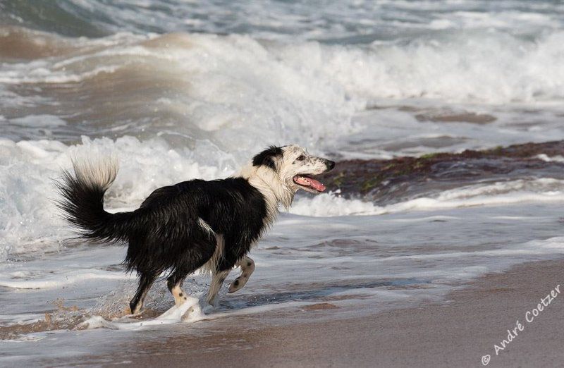 Cecelia S Holiday Manor Zinkwazi Beach Nkwazi Kwazulu Natal South Africa Unsaturated, Dog, Mammal, Animal, Pet, Beach, Nature, Sand, Wave, Waters, Ocean