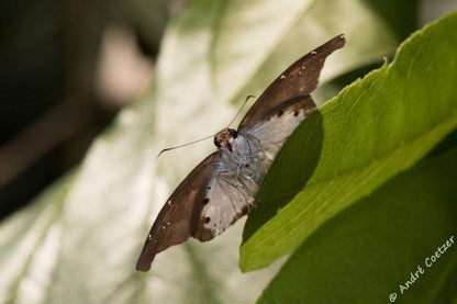 Cecelia S Holiday Manor Zinkwazi Beach Nkwazi Kwazulu Natal South Africa Animal, Butterfly, Insect