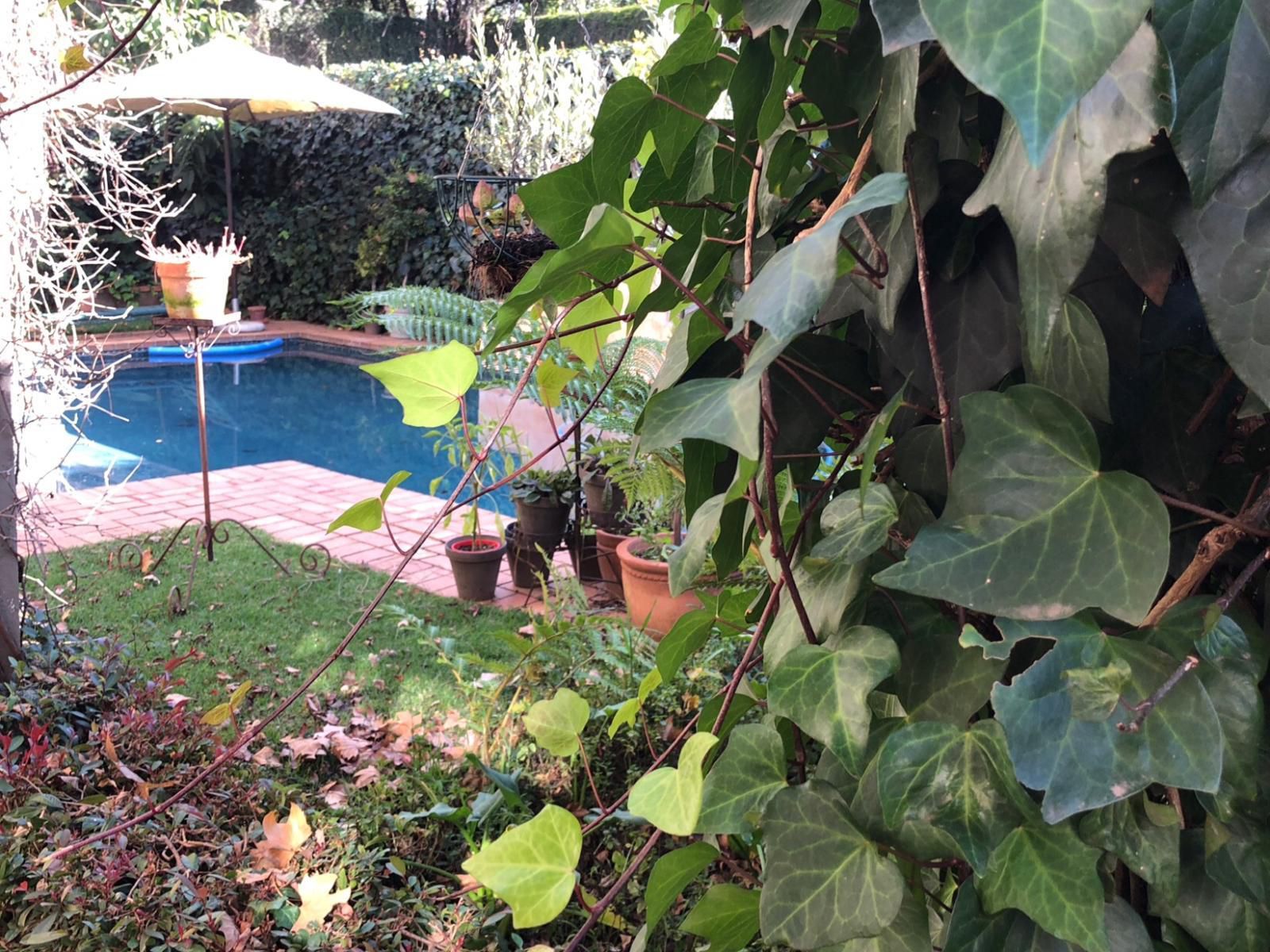Central Cape Dutch Houghton Houghton Johannesburg Gauteng South Africa Garden, Nature, Plant, Swimming Pool