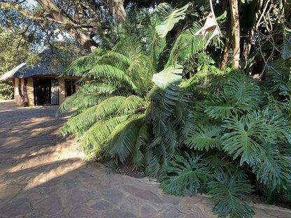 Chacma Safari Lodge Vaalwater Limpopo Province South Africa Plant, Nature, Tree, Wood, Garden