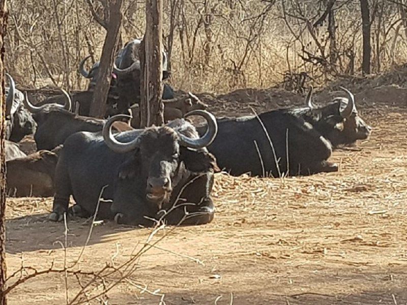 Chalet Pumba Elephant Camp Mabalingwe Mabalingwe Nature Reserve Bela Bela Warmbaths Limpopo Province South Africa Water Buffalo, Mammal, Animal, Herbivore