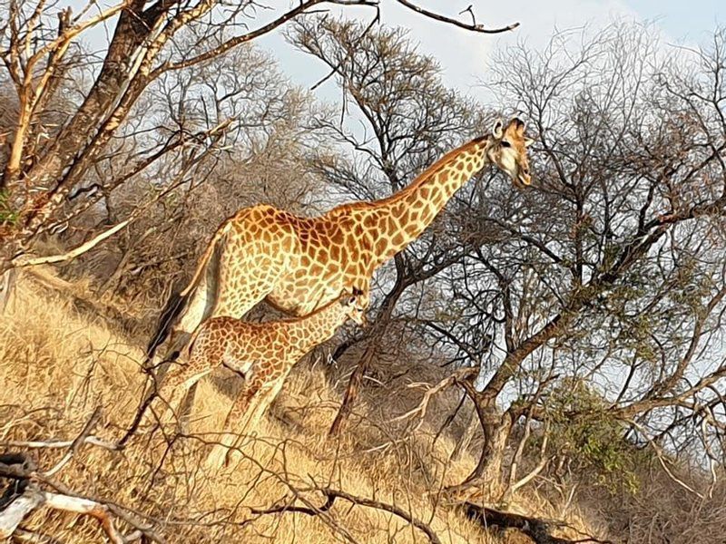 Chalet Pumba Elephant Camp Mabalingwe Mabalingwe Nature Reserve Bela Bela Warmbaths Limpopo Province South Africa Giraffe, Mammal, Animal, Herbivore