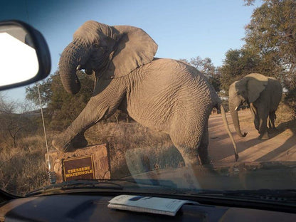 Chalet Pumba Elephant Camp Mabalingwe Mabalingwe Nature Reserve Bela Bela Warmbaths Limpopo Province South Africa Elephant, Mammal, Animal, Herbivore