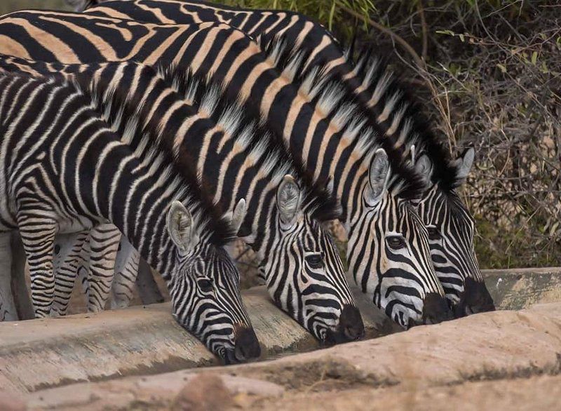 Chalet Pumba Elephant Camp Mabalingwe Mabalingwe Nature Reserve Bela Bela Warmbaths Limpopo Province South Africa Zebra, Mammal, Animal, Herbivore