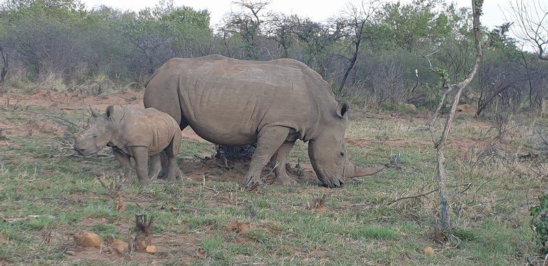 Chalet Pumba Elephant Camp Mabalingwe Mabalingwe Nature Reserve Bela Bela Warmbaths Limpopo Province South Africa Unsaturated, Rhino, Mammal, Animal, Herbivore