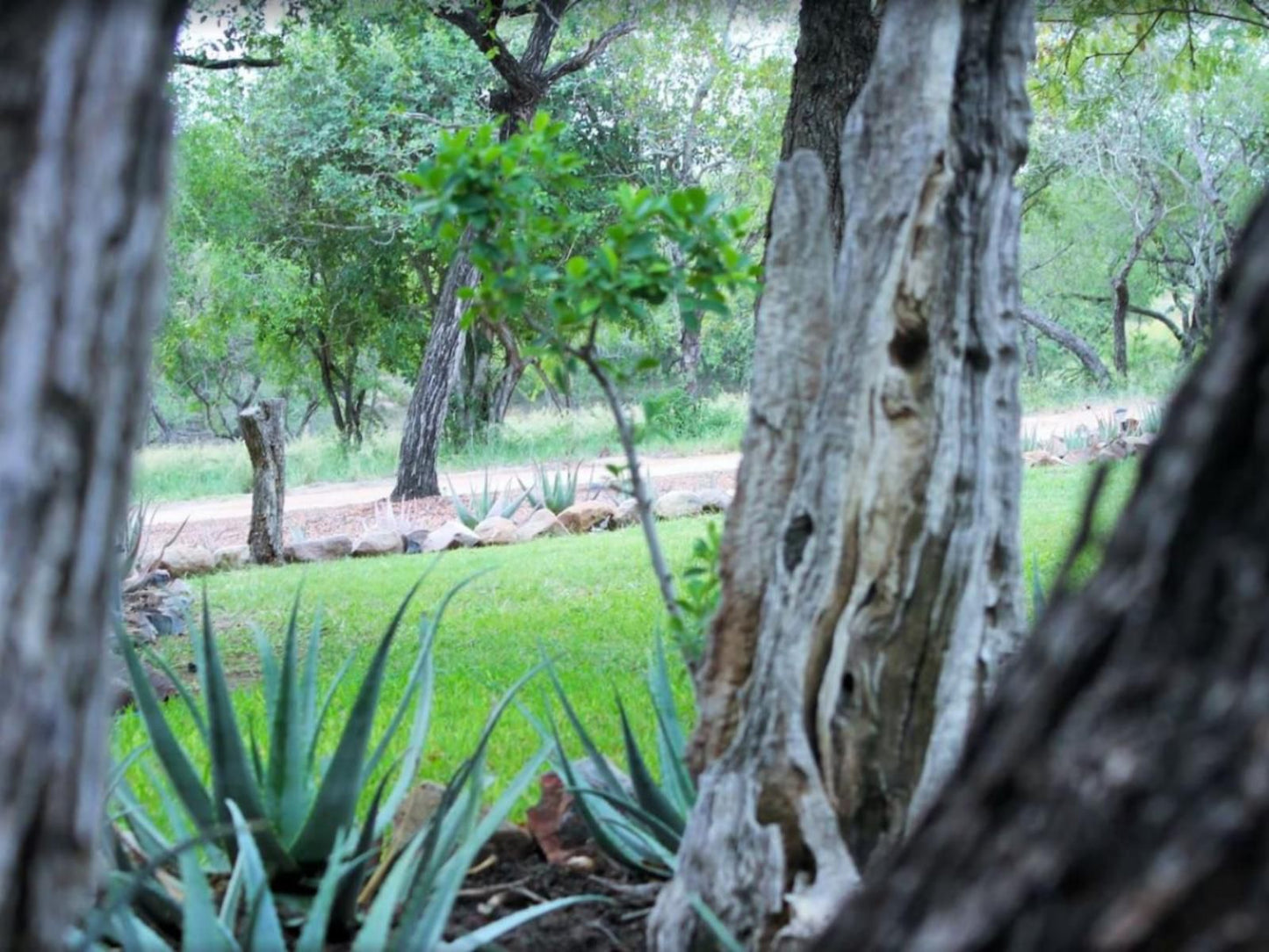 Chama Game Lodge Malelane Mpumalanga South Africa Palm Tree, Plant, Nature, Wood, Garden