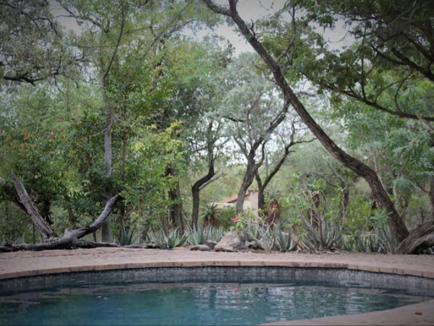 Chama Game Lodge Malelane Mpumalanga South Africa Tree, Plant, Nature, Wood, Garden, Swimming Pool