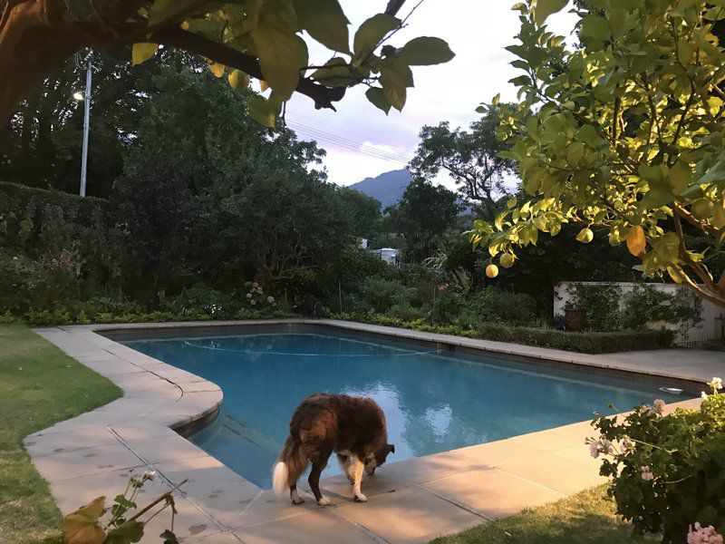 Chambery Kenilworth Cape Town Western Cape South Africa Dog, Mammal, Animal, Pet, Garden, Nature, Plant, Swimming Pool
