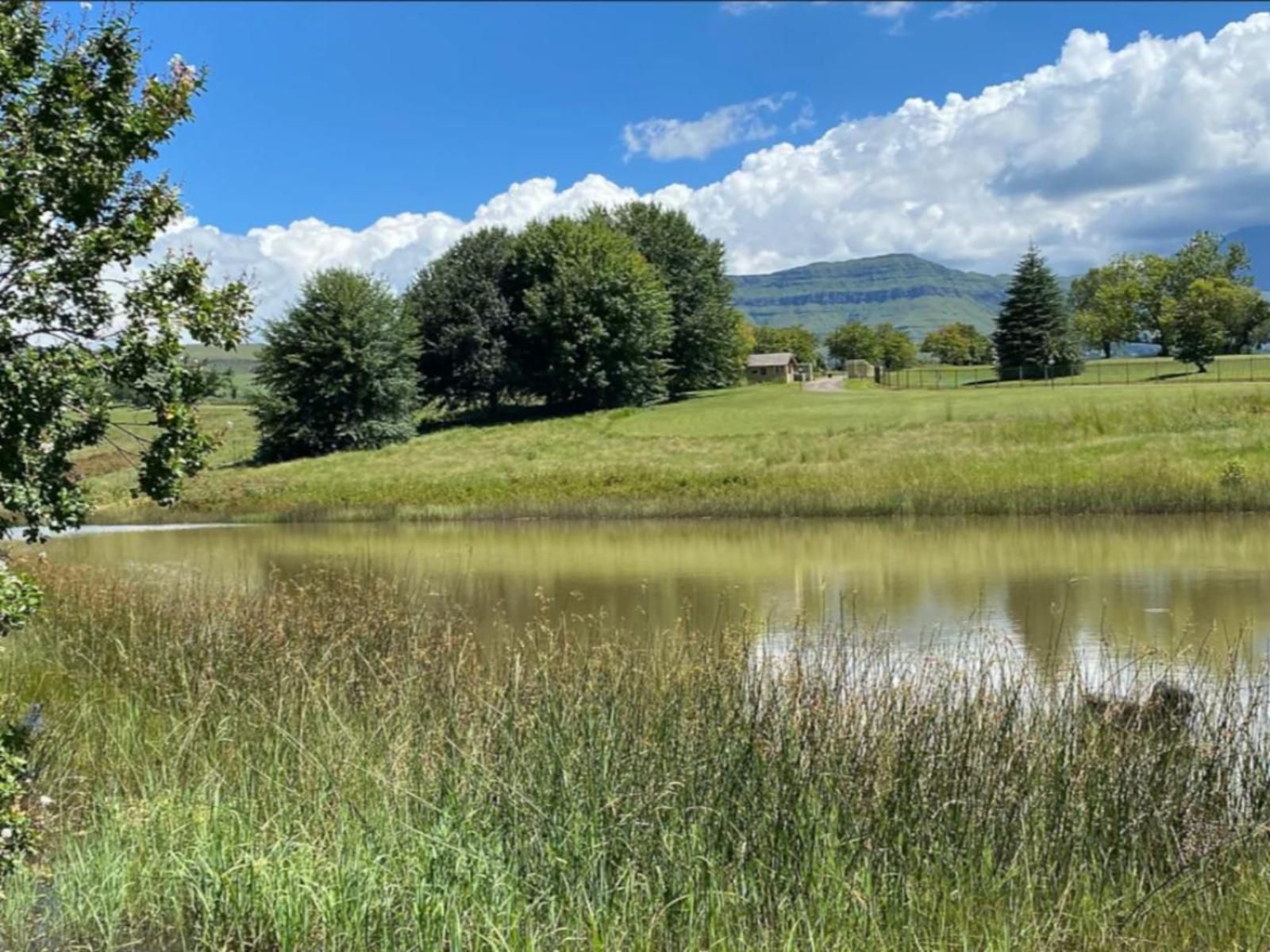 Champagne Valley Resort, Meadow, Nature, River, Waters, Tree, Plant, Wood