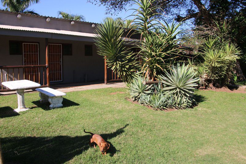 Cheese Farm And Lodge St Lucia Kwazulu Natal South Africa Palm Tree, Plant, Nature, Wood