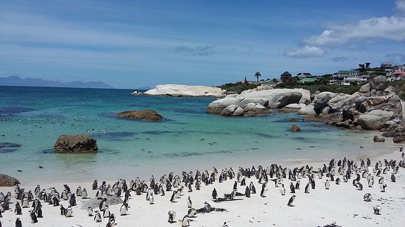 Chapman S Peak Penthouse Hout Bay Cape Town Western Cape South Africa Penguin, Bird, Animal, Beach, Nature, Sand, Island