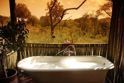 Chapungu Luxury Tented Camp Thornybush Game Reserve Mpumalanga South Africa Swimming Pool