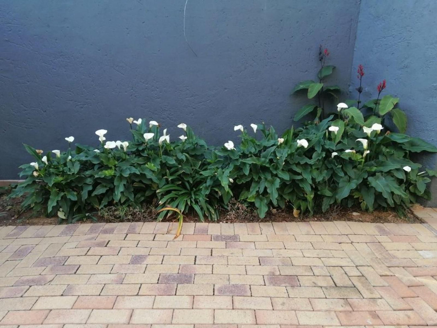 Charlie S Spot Norwood Johannesburg Gauteng South Africa Plant, Nature, Wall, Architecture, Garden