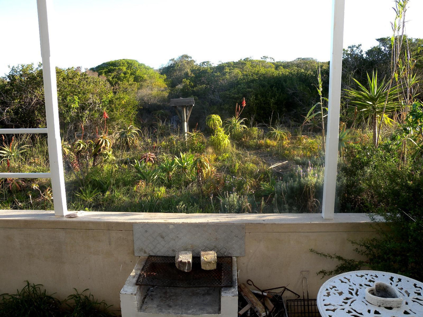 Mama Mia At Charlotte House Stilbaai Western Cape South Africa Palm Tree, Plant, Nature, Wood