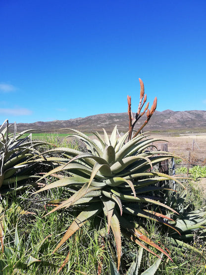 Chavonnes Farm Cottage Caledon Western Cape South Africa Complementary Colors, Cactus, Plant, Nature, Desert, Sand