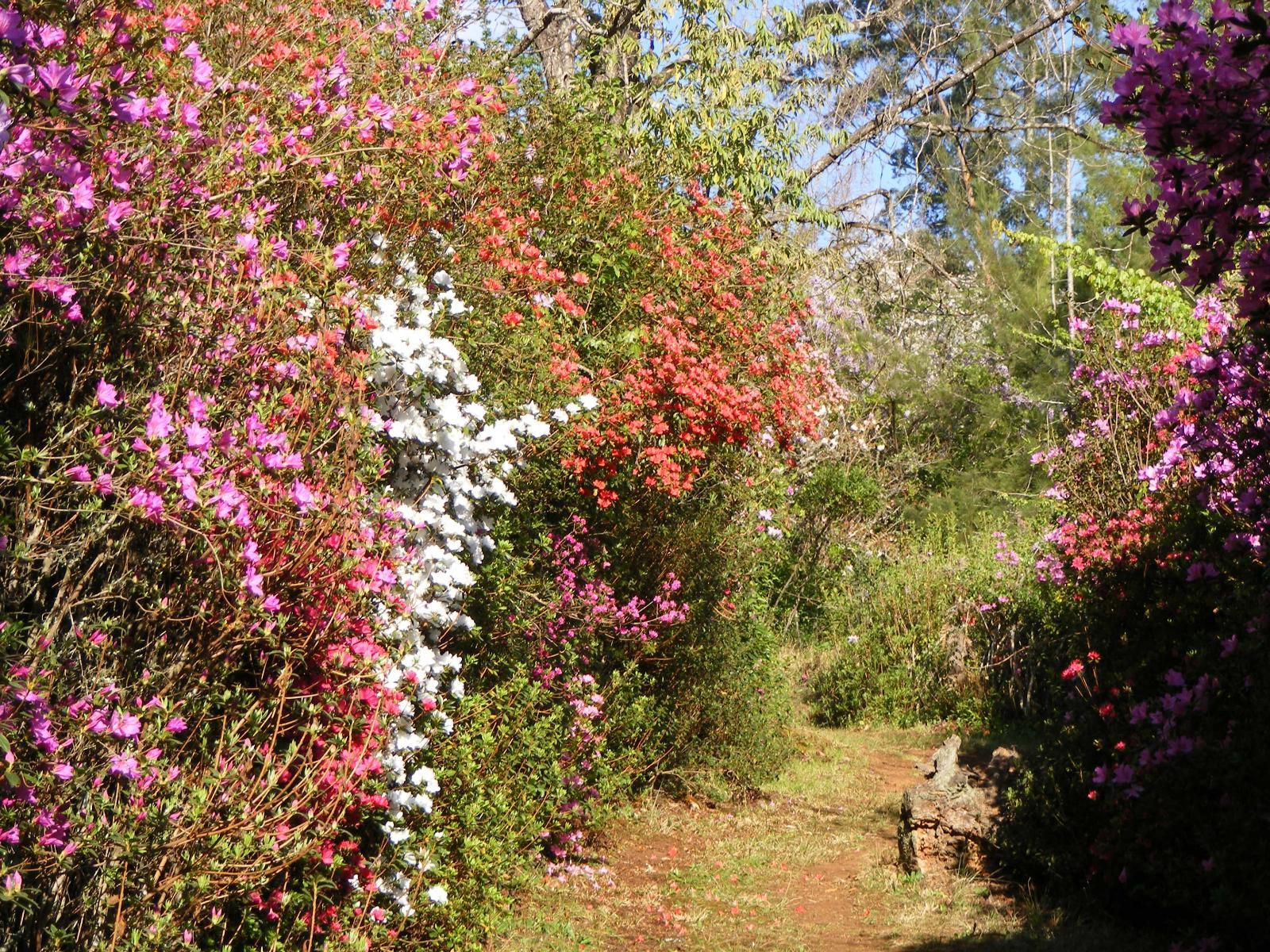 Cheerio Trout Fishing And Holiday Resort Haenertsburg Limpopo Province South Africa Plant, Nature, Garden