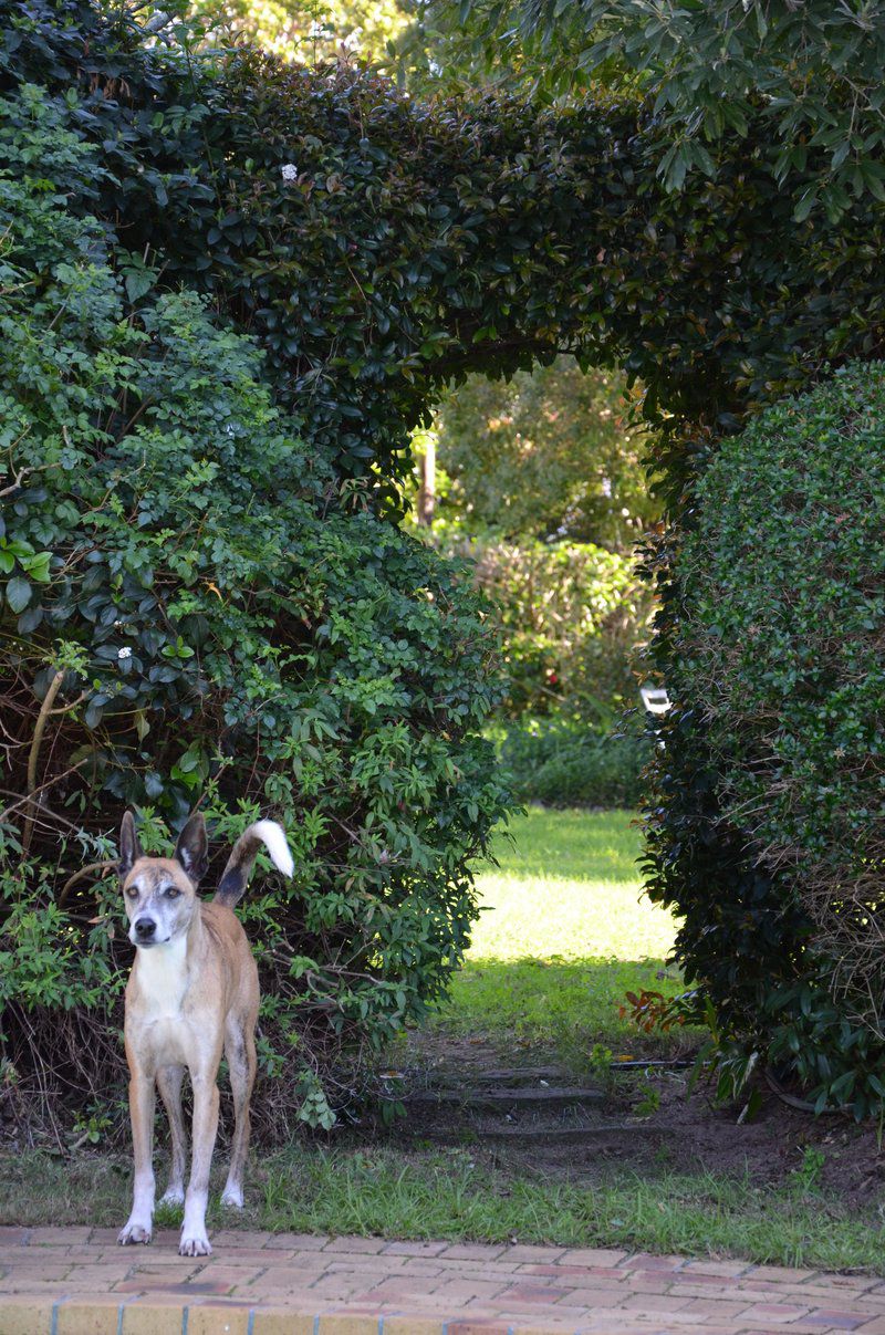 Cherry Lane Constantia Airlie Cape Town Western Cape South Africa Dog, Mammal, Animal, Pet, Tree, Plant, Nature, Wood, Garden