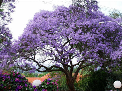 Cherry Tree Cottage Linden Johannesburg Gauteng South Africa Blossom, Plant, Nature, Garden