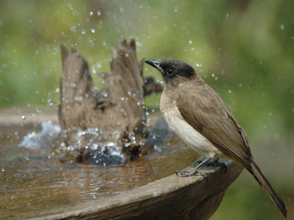 Cherry Tree Cottage Linden Johannesburg Gauteng South Africa Bird, Animal