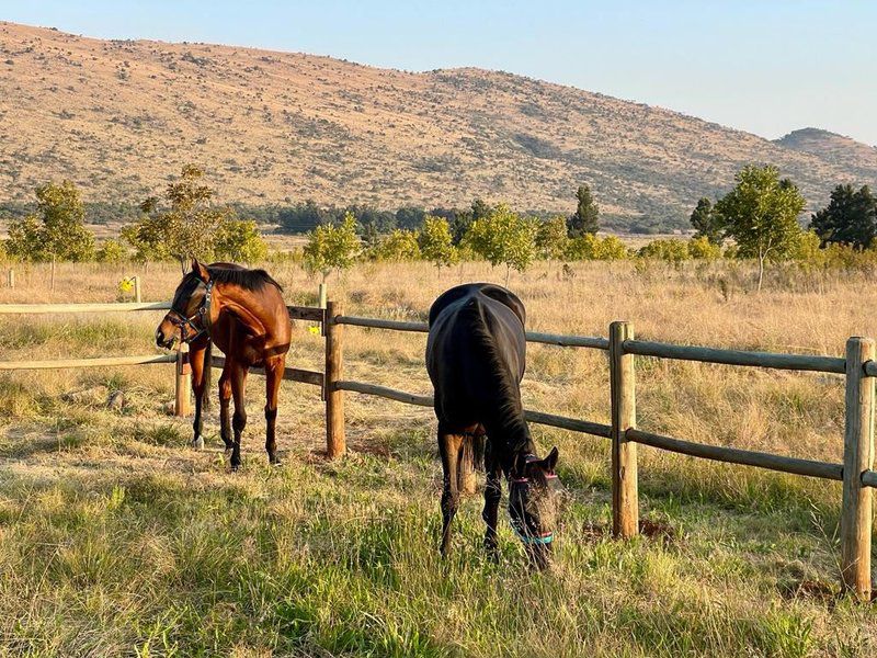 Chestnut Homestead Ancient Earth Farm Skeerpoort Hartbeespoort North West Province South Africa Horse, Mammal, Animal, Herbivore