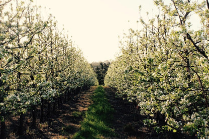 Cheverells Farm Accommodation Elgin Western Cape South Africa Blossom, Plant, Nature, Field, Agriculture, Tree, Wood, Canola