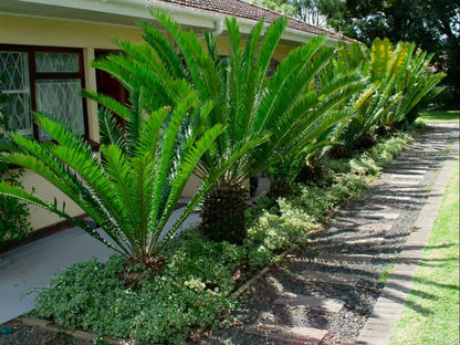 Chez Nous Bed And Breakfast Dundee Kwazulu Natal South Africa House, Building, Architecture, Palm Tree, Plant, Nature, Wood, Garden