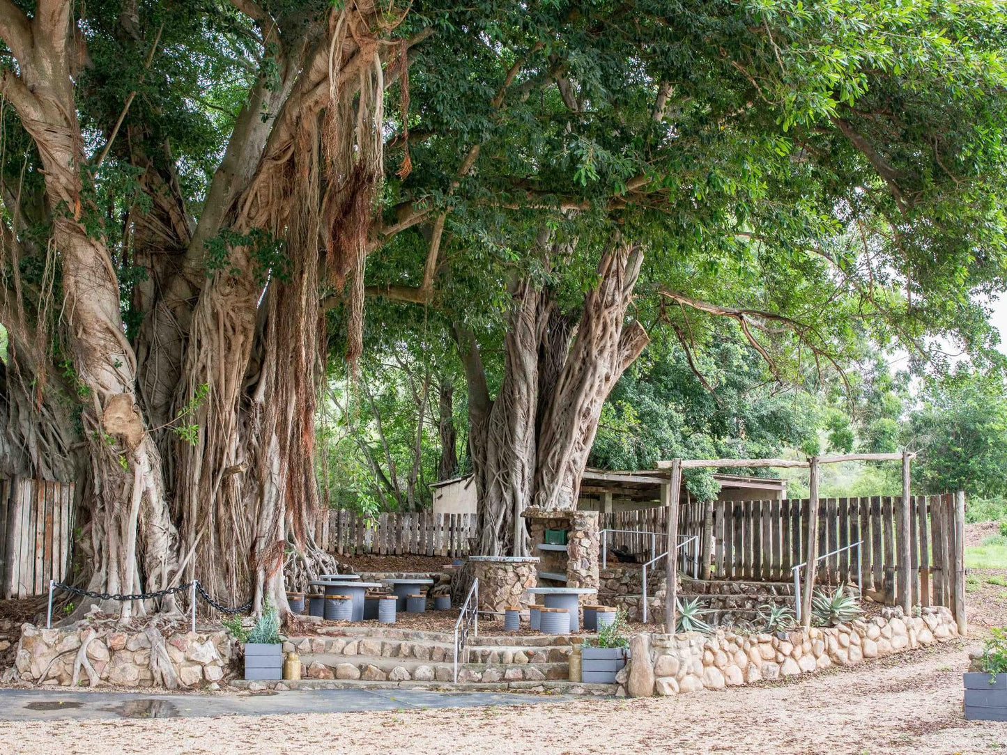 Chicane Bed And Breakfast Sunland Eastern Cape South Africa Plant, Nature, Tree, Wood, Garden