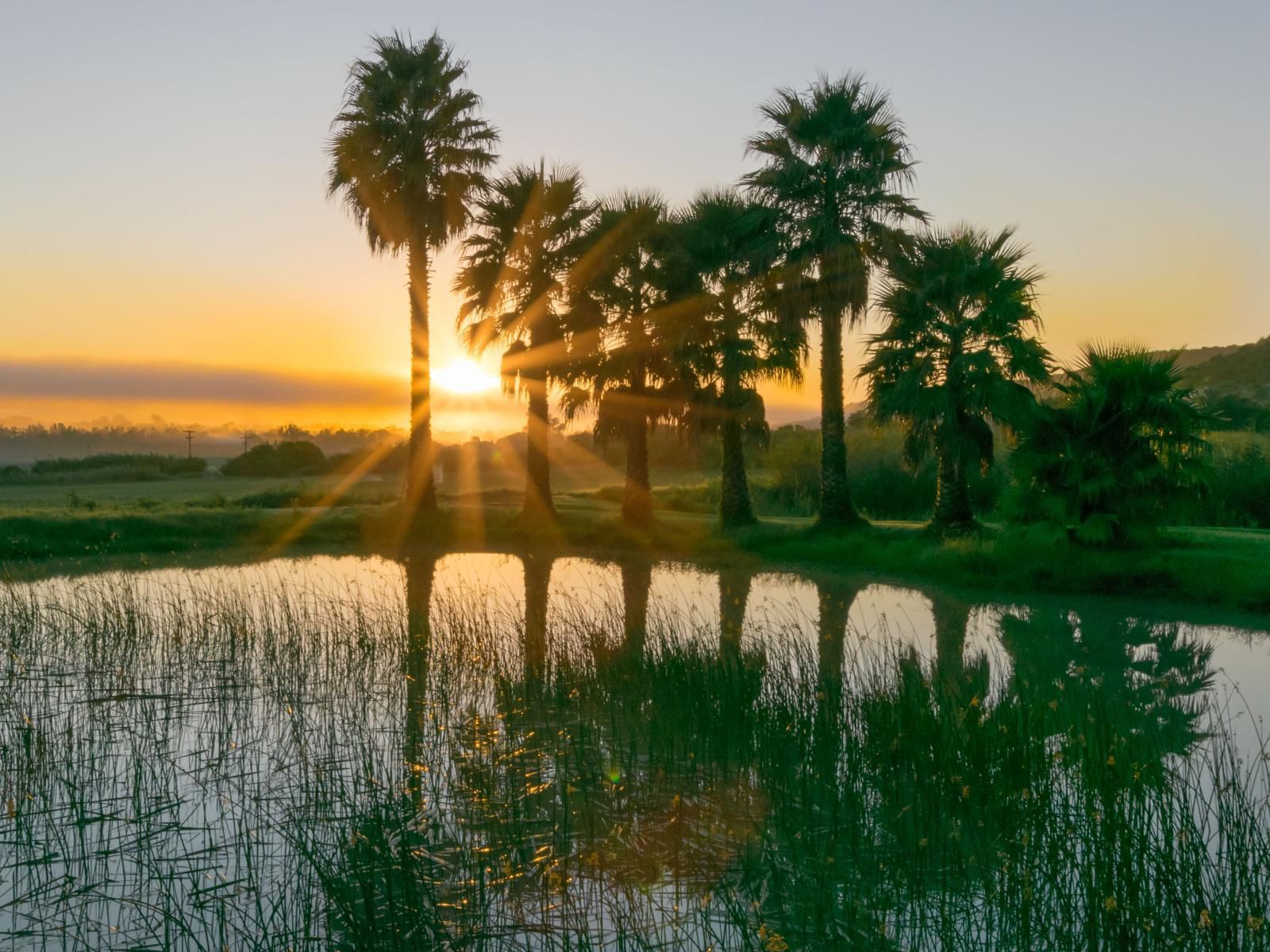 Chicane Bed And Breakfast Sunland Eastern Cape South Africa Palm Tree, Plant, Nature, Wood, Sunset, Sky