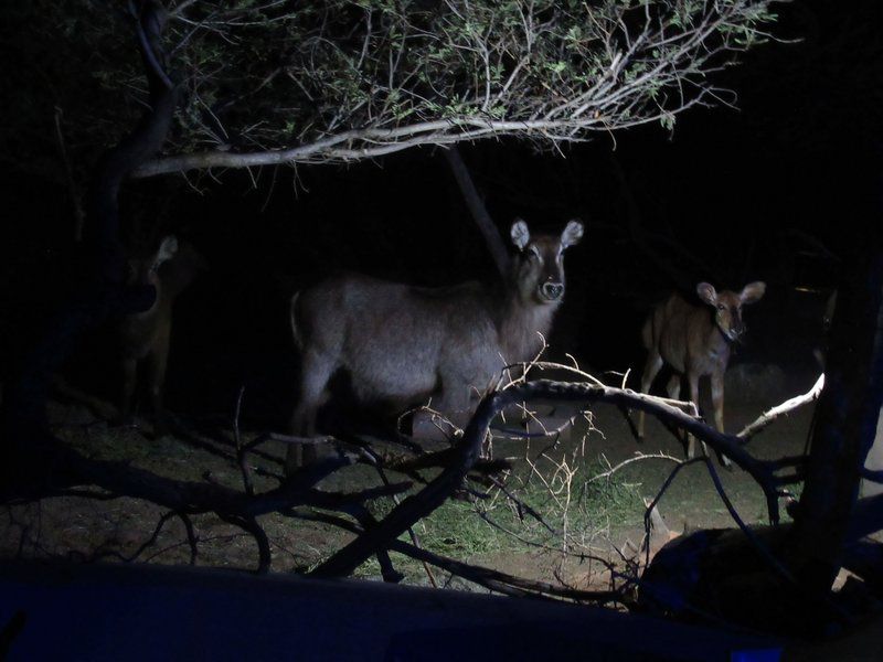 Chill N Biki Lodge Mabalingwe Mabalingwe Nature Reserve Bela Bela Warmbaths Limpopo Province South Africa Dark, Deer, Mammal, Animal, Herbivore