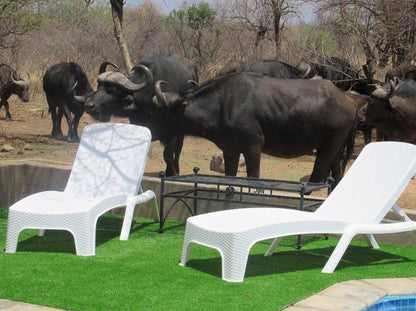 Chill N Biki Lodge Mabalingwe Mabalingwe Nature Reserve Bela Bela Warmbaths Limpopo Province South Africa Elephant, Mammal, Animal, Herbivore, Water Buffalo