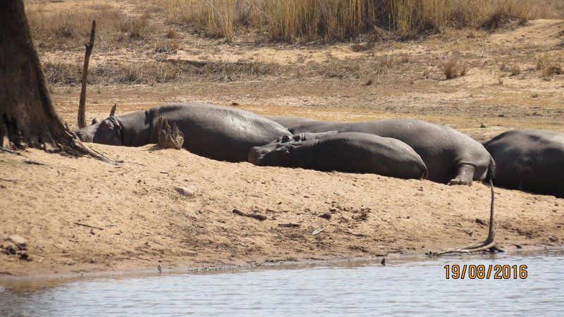 Chill N Biki Lodge Mabalingwe Mabalingwe Nature Reserve Bela Bela Warmbaths Limpopo Province South Africa Seal, Mammal, Animal, Predator, Whale, Marine Animal