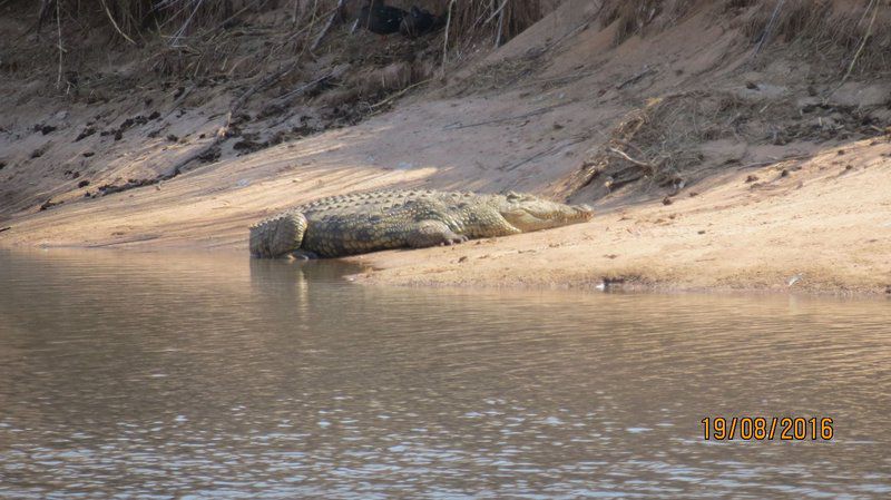 Chill N Biki Lodge Mabalingwe Mabalingwe Nature Reserve Bela Bela Warmbaths Limpopo Province South Africa Crocodile, Reptile, Animal, Predator, River, Nature, Waters, Whale, Marine Animal