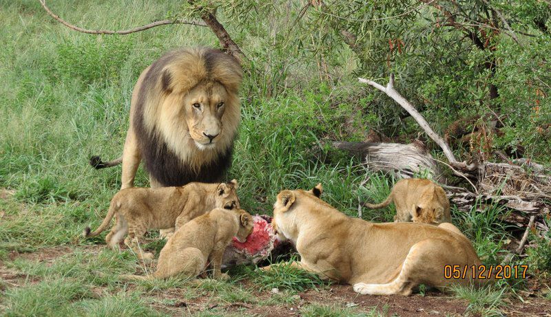 Chill N Biki Lodge Mabalingwe Mabalingwe Nature Reserve Bela Bela Warmbaths Limpopo Province South Africa Lion, Mammal, Animal, Big Cat, Predator