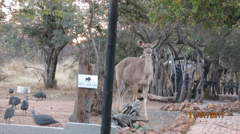 Chill N Biki Lodge Mabalingwe Mabalingwe Nature Reserve Bela Bela Warmbaths Limpopo Province South Africa Unsaturated, Deer, Mammal, Animal, Herbivore, Kangaroo, Sign