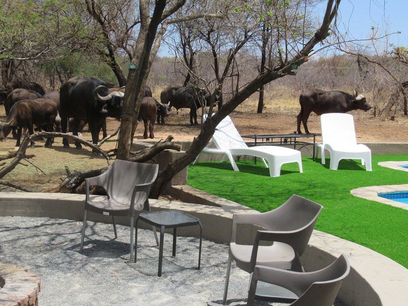 Chill N Biki Lodge Mabalingwe Mabalingwe Nature Reserve Bela Bela Warmbaths Limpopo Province South Africa Elephant, Mammal, Animal, Herbivore