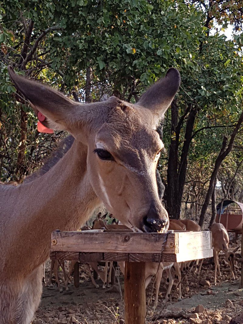 Chipiwa Kranspoort Vakansiedorp Kranspoort Mpumalanga South Africa Animal