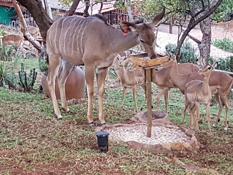 Chipiwa Kranspoort Vakansiedorp Kranspoort Mpumalanga South Africa Deer, Mammal, Animal, Herbivore