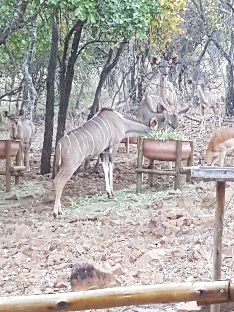 Chipiwa Kranspoort Vakansiedorp Kranspoort Mpumalanga South Africa Animal