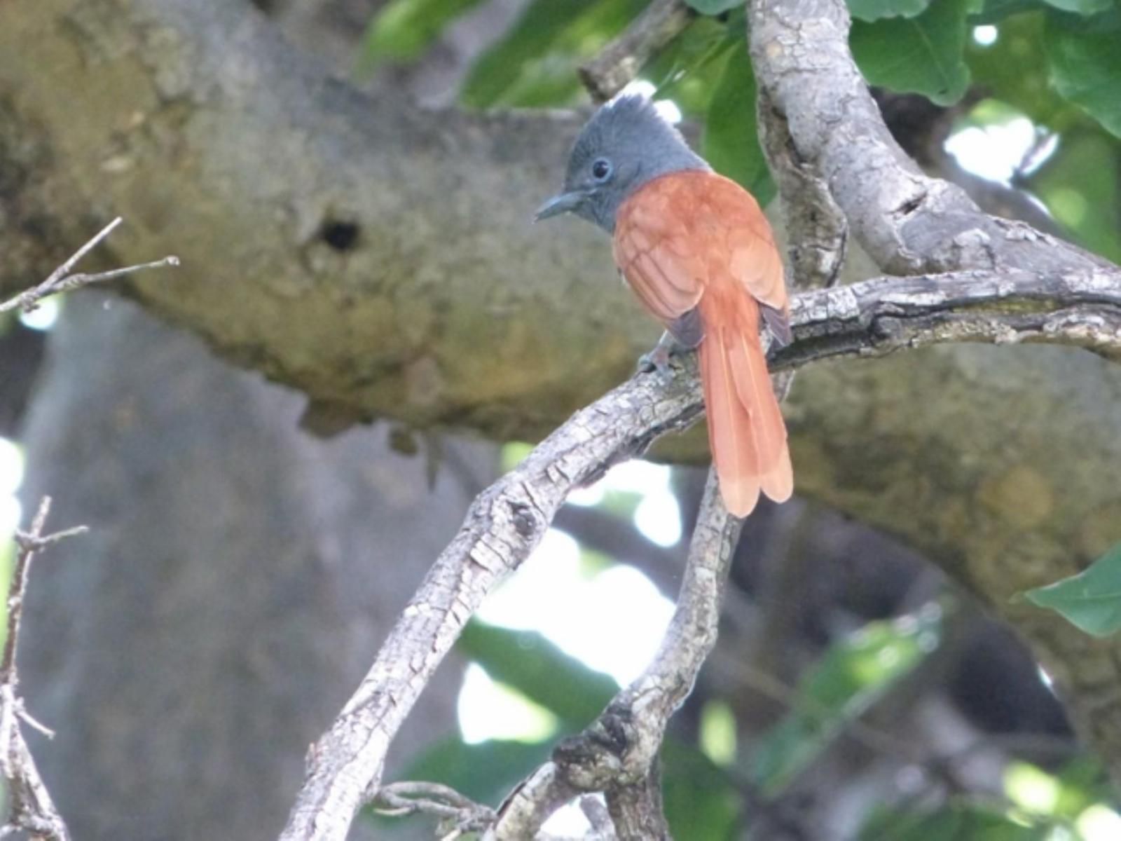 Chobe River Cottages, Kingfisher, Bird, Animal